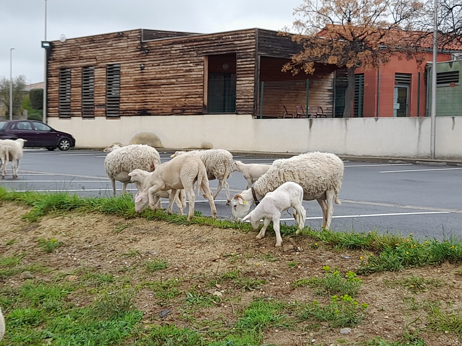 Lire la suite à propos de l’article Méchoui au profit du Comité de soutien aux bergers